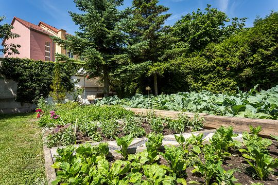 Ein liebevoll angelegtes Gemüsebeet mit prächtig gedeihenden Planzen im Garten der Tagesstätte für Suchtkranke in Eisenberg.