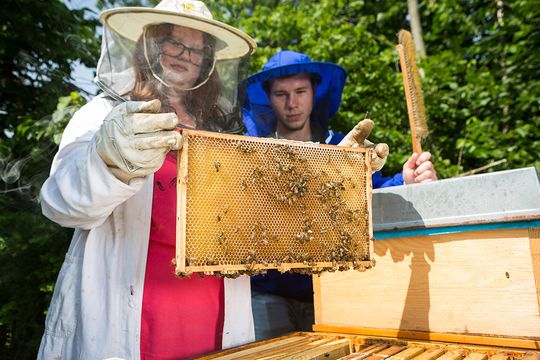 Imkerprojekt: Zwei Schüler in Schutzkleidung bei der Honigernte. Der goldgelbe Honig in den Waben des Rähmchens ist deutlich zu sehen.