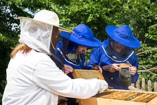 Bienen- und Honigprojekt: Zwei Schüler in Schutzkleidung betrachten das fleißige Bienenvolk auf einem Rähmchen.