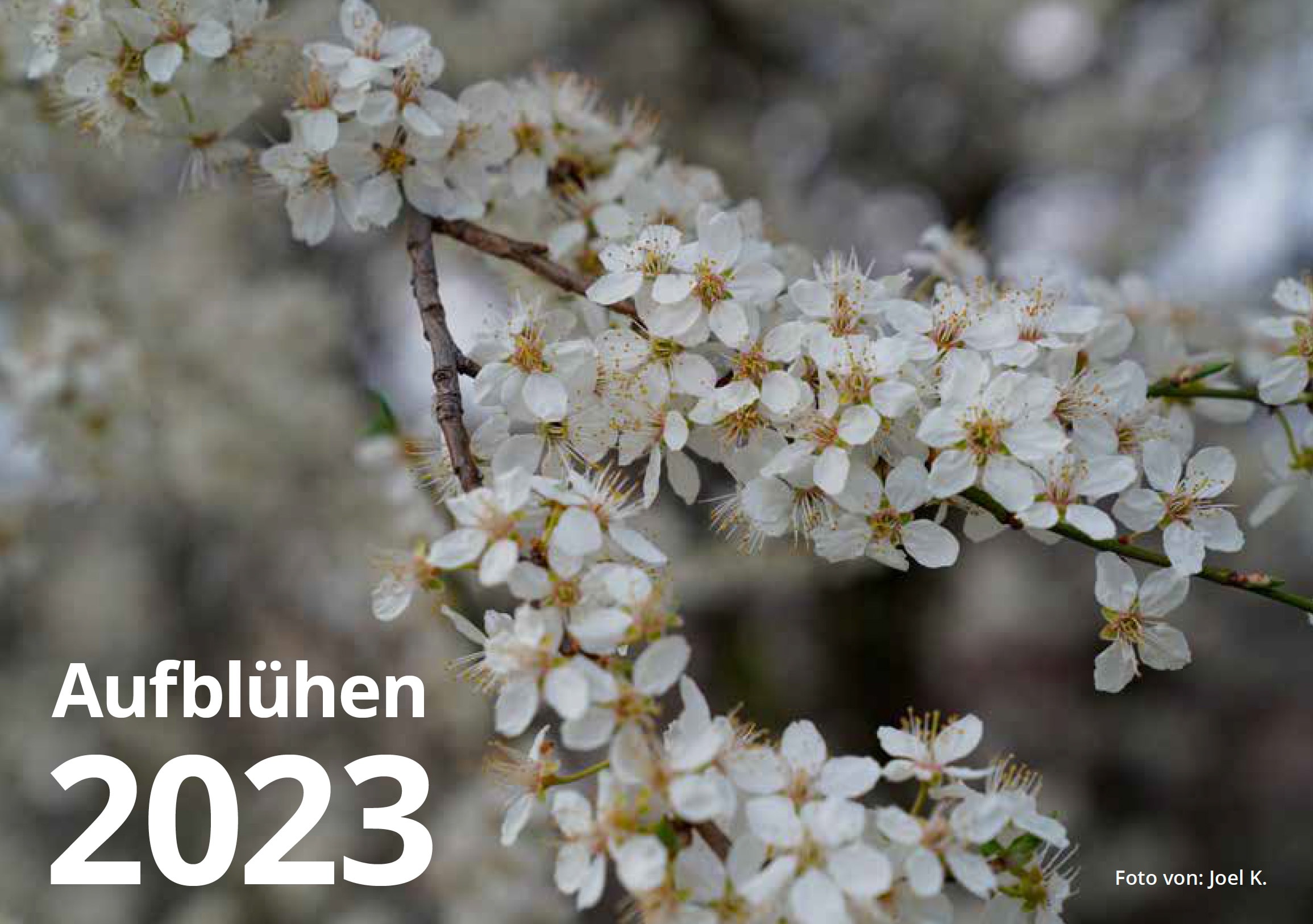 Aufblühen 2023 Fotokalender der Photomotion – Foto-AG im JHZ Bad Köstritz