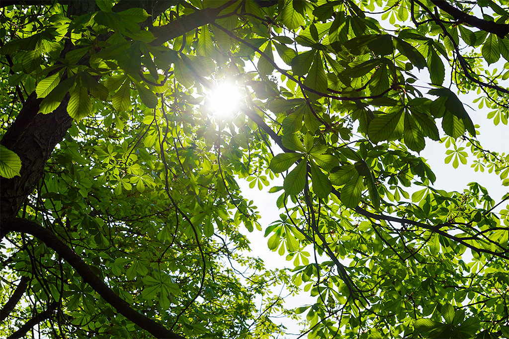 Detailaufnahme: Sonne scheint durch grüne Baumkrone als Symbol für „Lichtblicke”