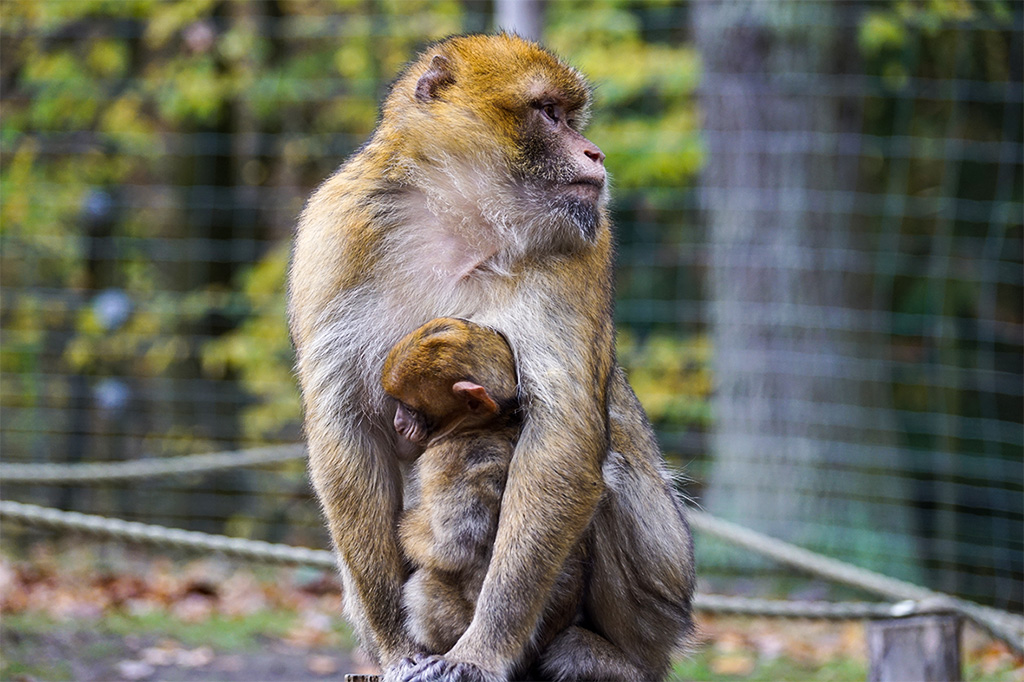 Kleines Affenbaby am Bauch der Affenmutter symbolisiert Liebe