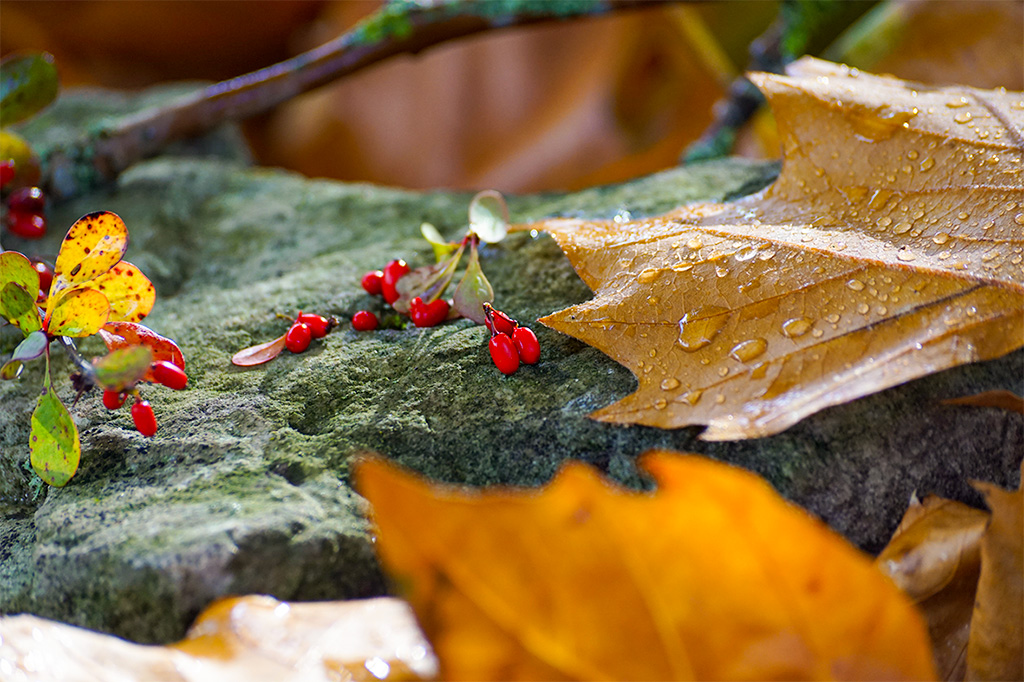 Detailaufnahme in leuchtenden Herbstfarben: Blätter und rote Beeren auf Stein